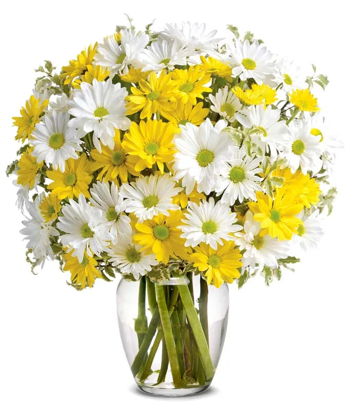Upsy Daisy